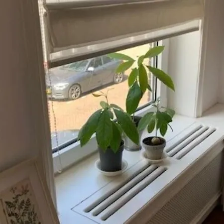 Mansion In The Heart Of The Hague *